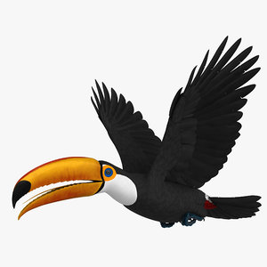 3D rigged toco toucan model