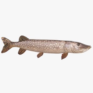 pike fish animation 3D