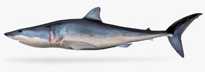 shortfin mako shark 3D model