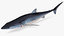 shortfin mako shark 3D model