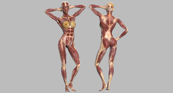女性の筋肉の解剖学 リギング 3dモデル Turbosquid