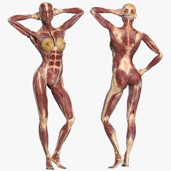 女性の筋肉の解剖学 リギング 3dモデル Turbosquid