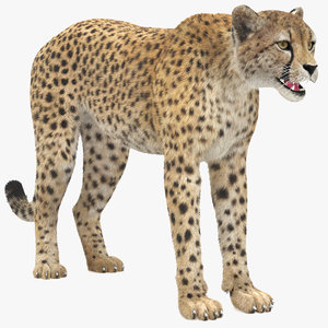 3D cheetah fur