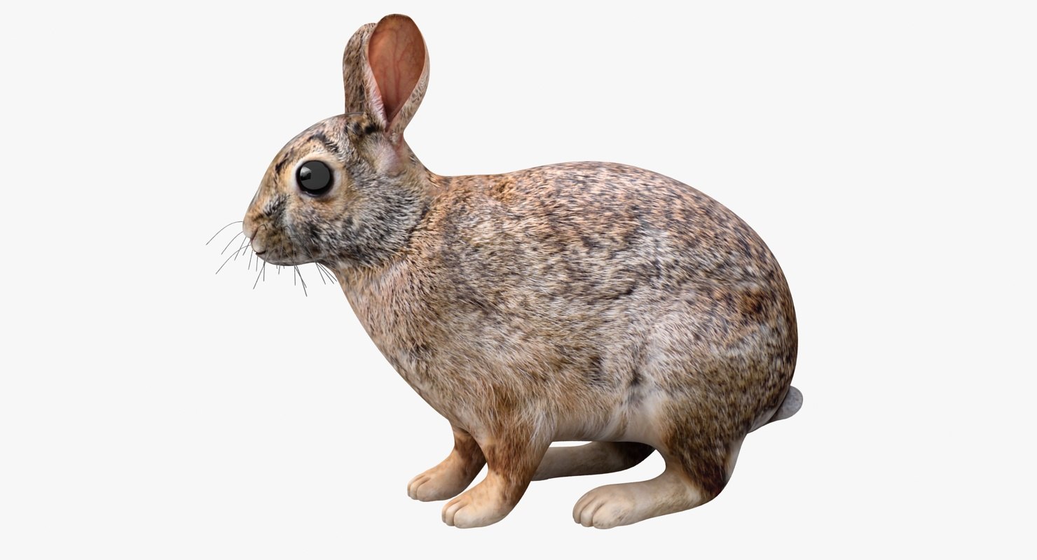 Realistic rabbit 3D model - TurboSquid 1307932