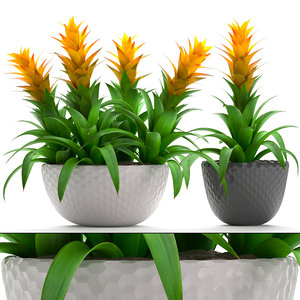 3D tropical plant bromelia model