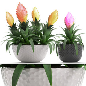 tropical plant bromelia 3D model