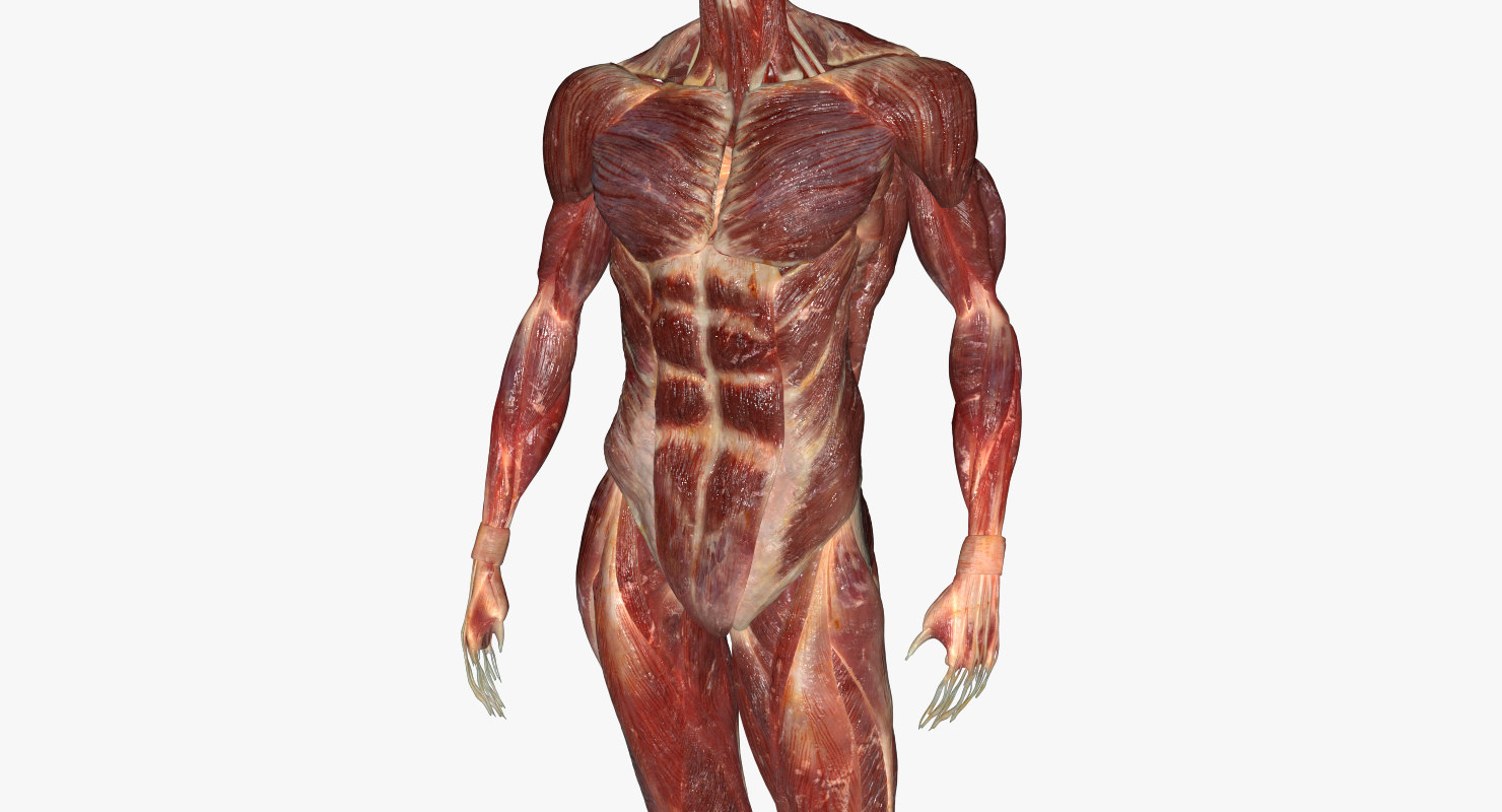 3d model male muscular anatomy (rigged)