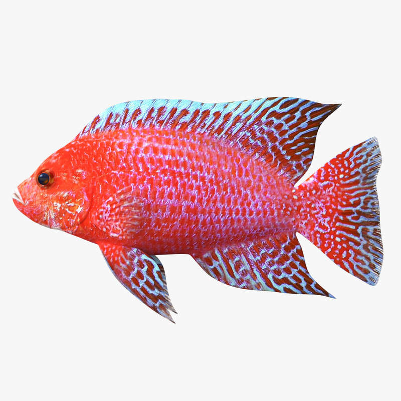 peacockfish图片