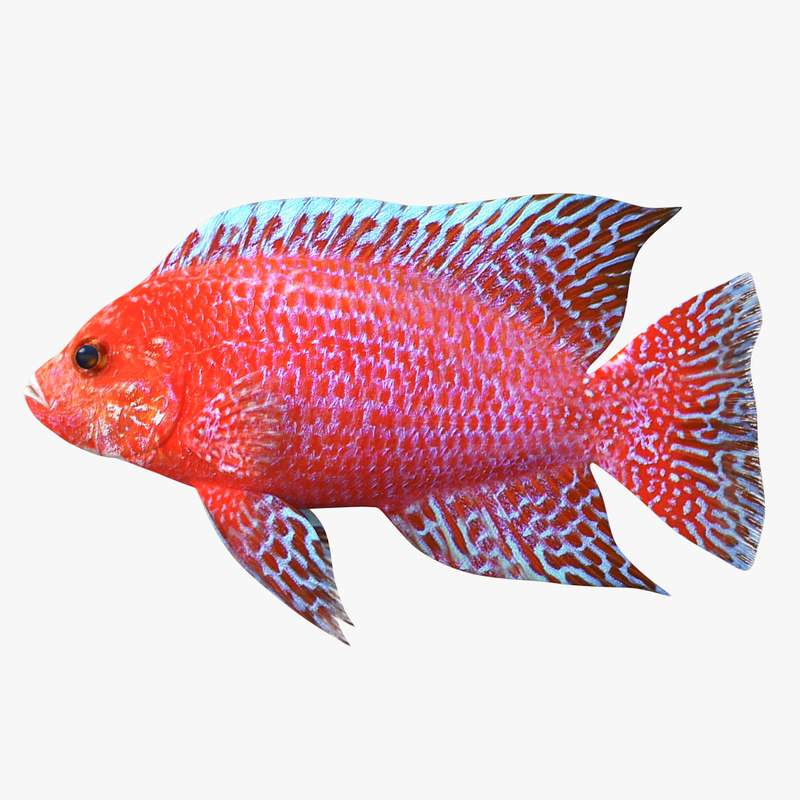 3d peacock fish model https://static.turbosquid.