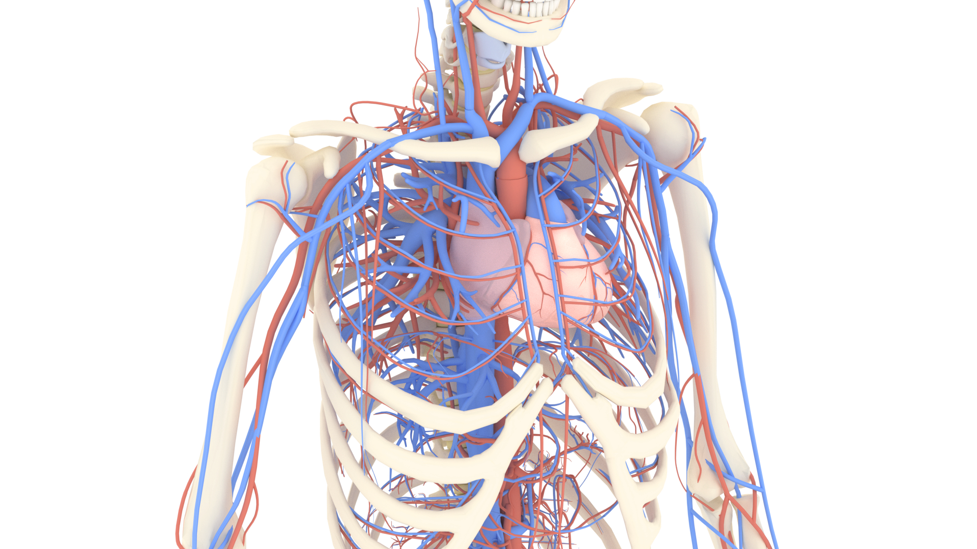 Anatomically cardiovascular circulatory complete 3D model TurboSquid