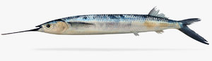 longfin halfbeak model