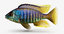 fish wrasse koi 3D model
