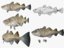 fish wrasse koi 3D model
