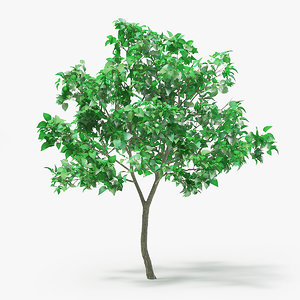 lilac tree leaves 3D model