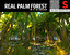 real palm forest hd 3D model