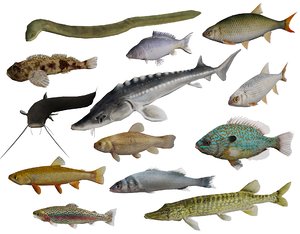 3D model 13 freshwater fish