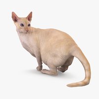 Sphynx  Cat  3D  Models  for Download  TurboSquid