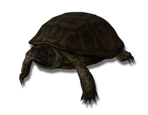 3D model european pond turtle