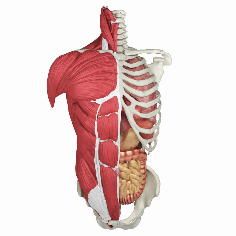 Labeled Human Torso Model Diagram : torso model anatomy ...