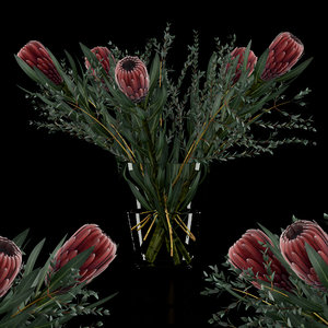 proteas eucalyptus parvifolia 3D model