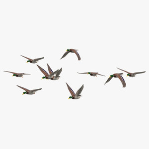 small flock ducks flying 3D model