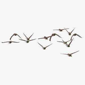 3D small flock ducks flying model