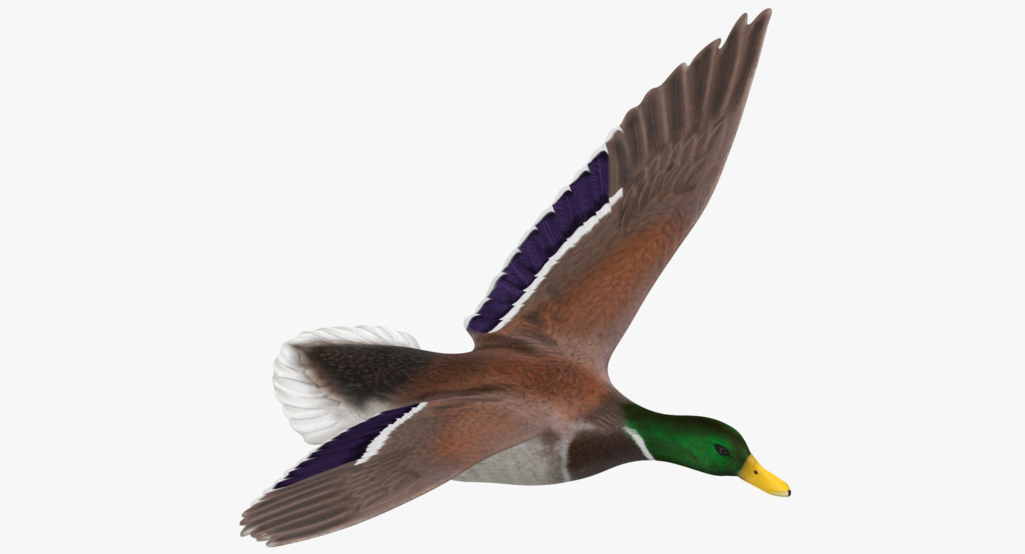 flying duck model https://static.turbosquid.