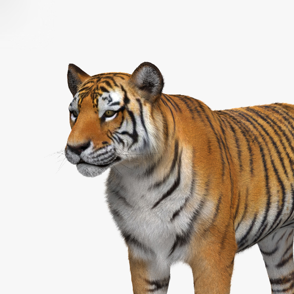 虎hd3d模型