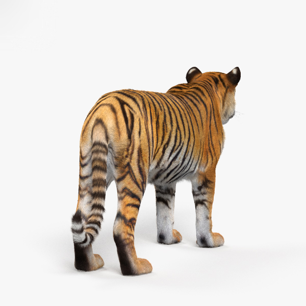 虎hd3d模型