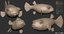 puffer fish 3D model