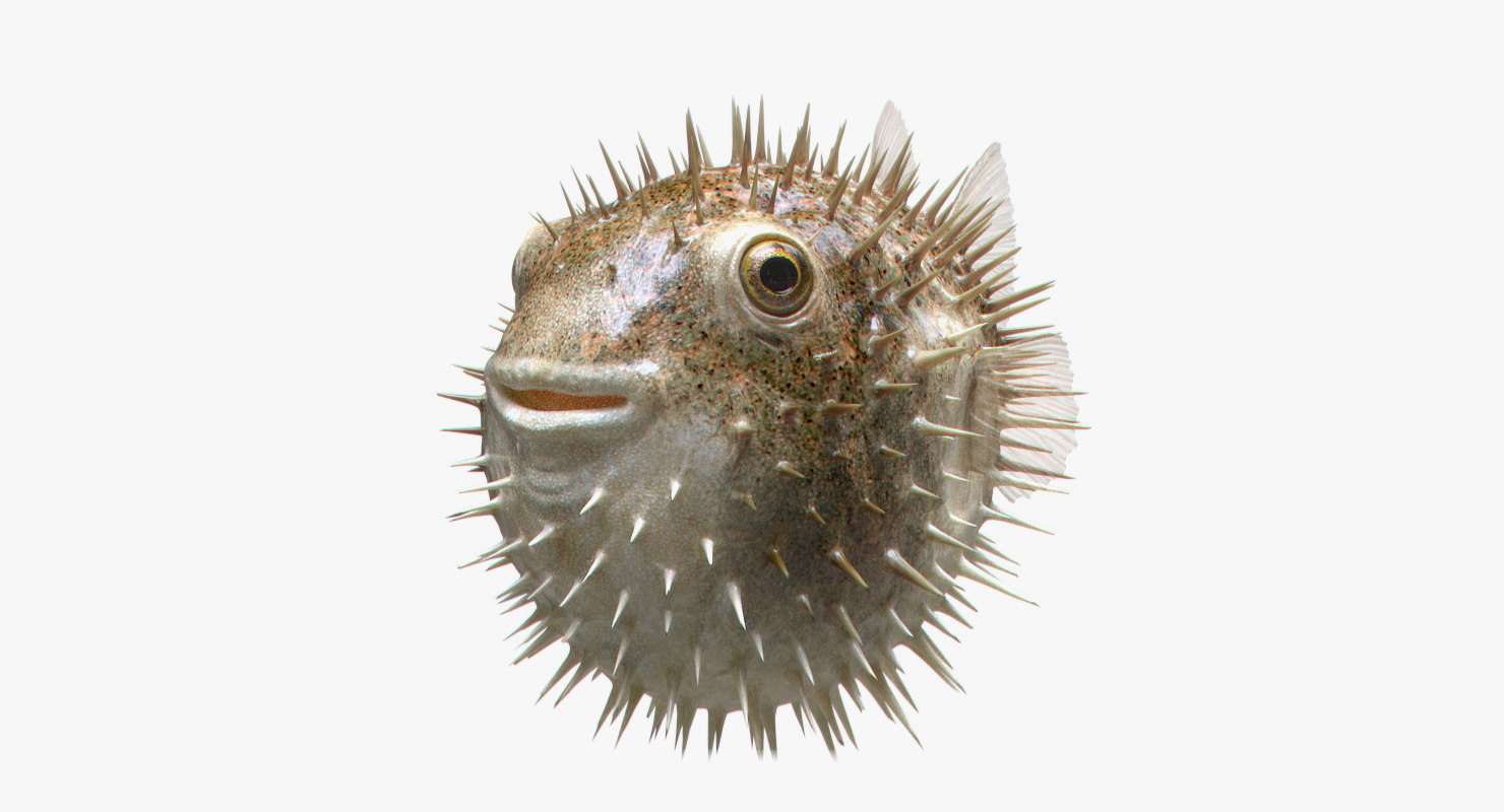 Puffer fish 3D model - TurboSquid 1312577