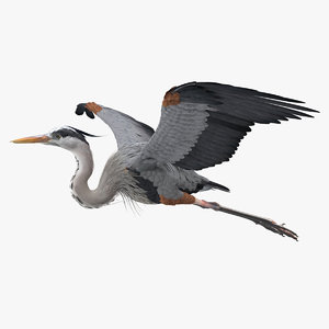 3D model great blue heron flight