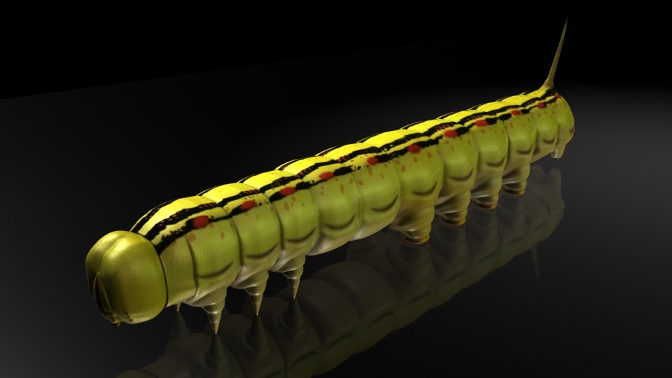 白线蝙蝠蛾幼虫昆虫3d模型