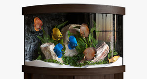 3D aquarium discus fish model