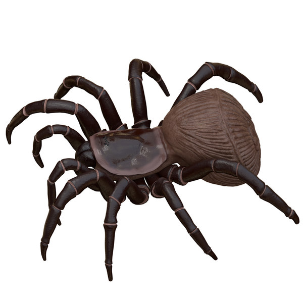 Hourglass spider 3D model - TurboSquid 