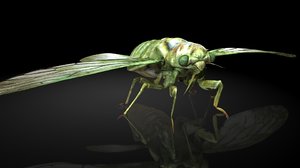 cicada 3D