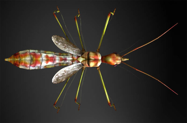 アサシンバグ マメ科 昆虫3dモデル Turbosquid