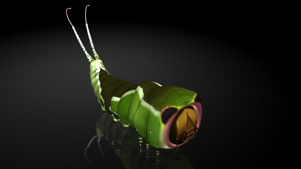 昆虫/蛾幼虫3d模型