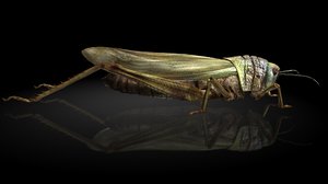 locusts model