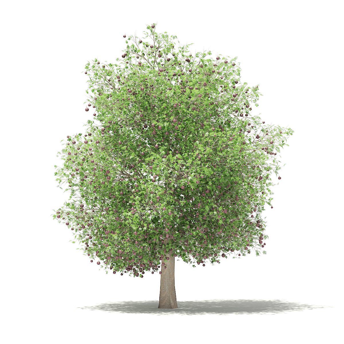 Fruit Trees Volume 105 3D Model - TurboSquid 1314093