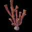 3D corals fishes