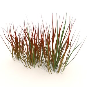 3D model imperata cylindrica red baron