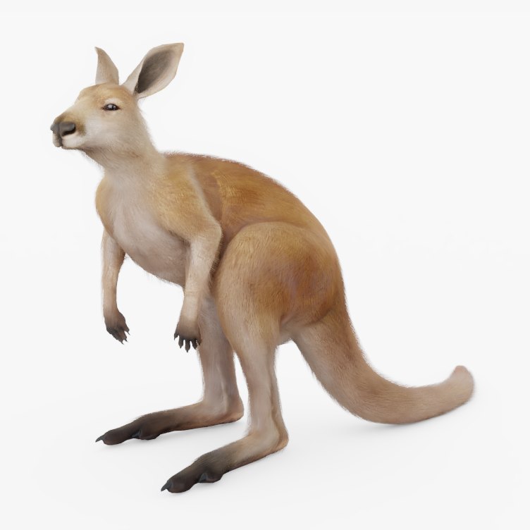 3D rigged kangaroo model - TurboSquid 1314766