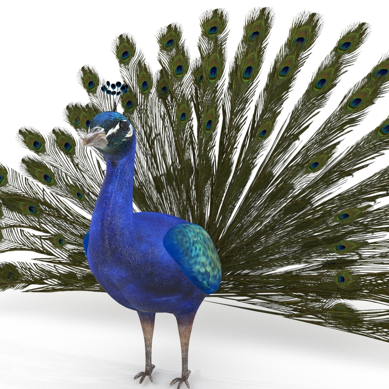 Peacock Model Turbosquid 1314782 6233