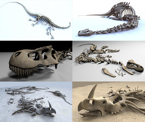 3D model dinosaur skeletons