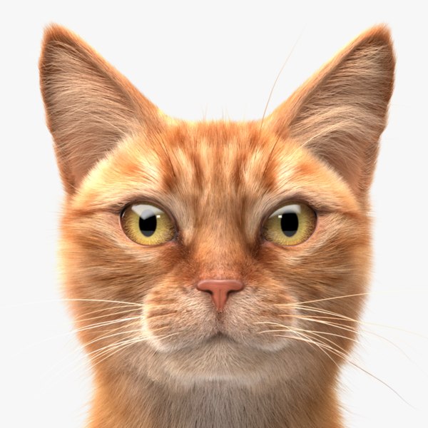 Trail Running Shoes - The Conspriracy