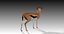 3D gazelle rigged