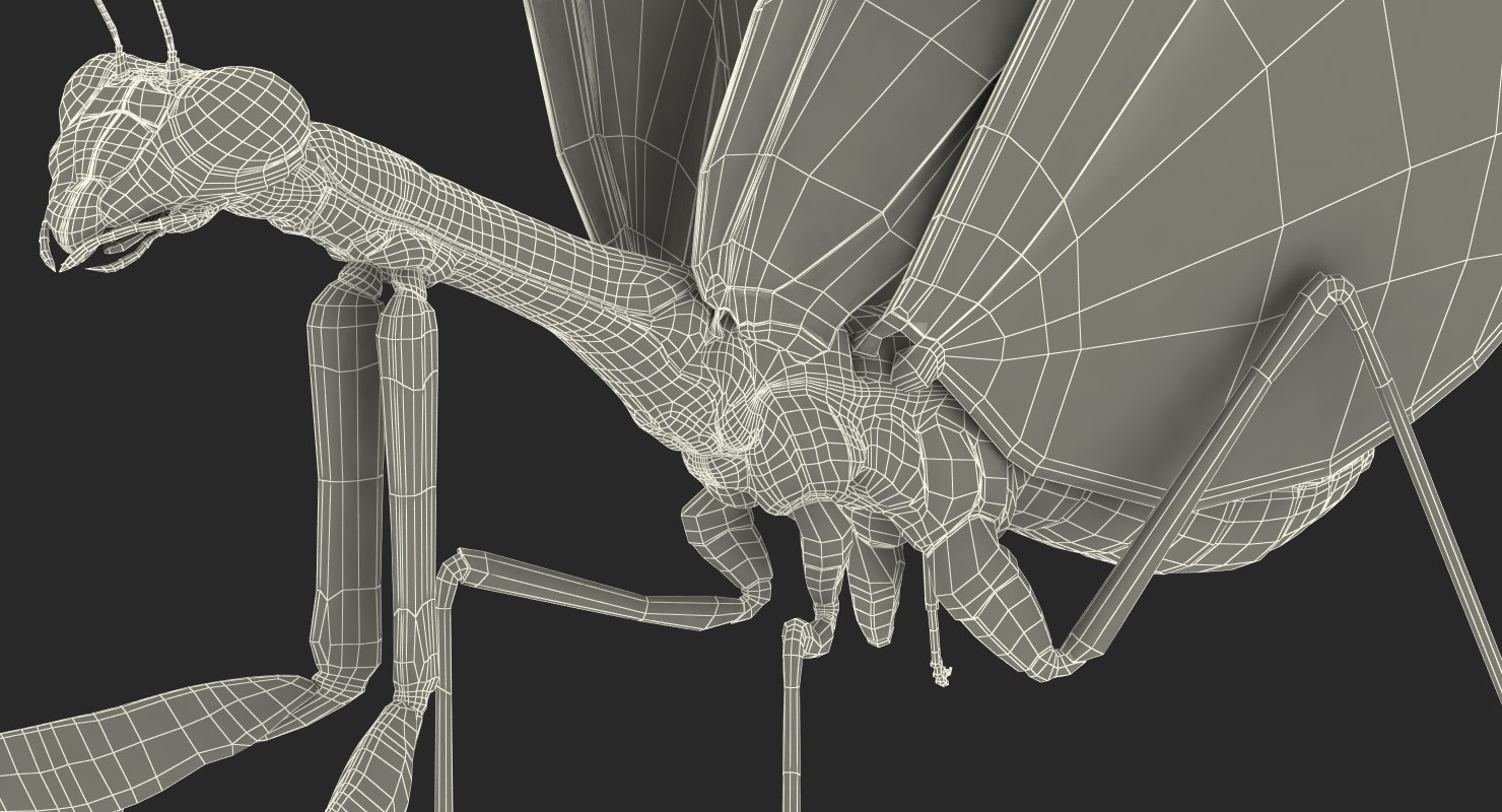 european mantis rigged for cinema 4d model