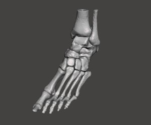 human left foot - 3D model