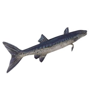 3D barracudas fish